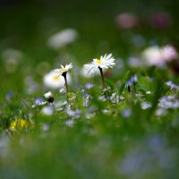 *** :: Иван Литвинов