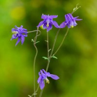 *** :: Иван Литвинов