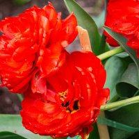 Городские цветы :: Ирина Соловьёва