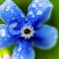 Незабудка :: Андрей Щетинин Незабудка :: Андрей Щетинин