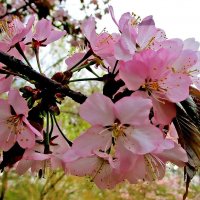 Ветка сакуры. :: Ольга Довженко Ветка сакуры. :: Ольга Довженко