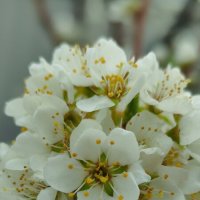 Слива :: Aleksandra Chochaeva Слива :: Aleksandra Chochaeva