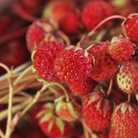 Земляника полевая :: ZNatasha - Земляника полевая :: ZNatasha -