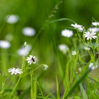 Маленькие :: sorovey Sol