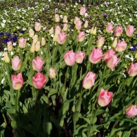 Май - время цветения тюльпанов :: Anna-Sabina Anna-Sabina Май - время цветения тюльпанов :: Anna-Sabina Anna-Sabina