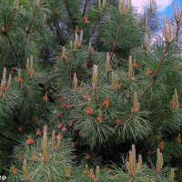 Май :: Нина Бутко