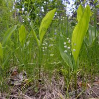 Ландыши,ландыши,светлого мая привет! :: Рудаков Сергей Ландыши,ландыши,светлого мая привет! :: Рудаков Сергей