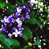 Сирень :: Любовь Иванова