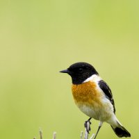 Черноголовый чекан :: Валерий Черняк