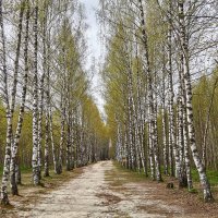 Берёзовая аллея к озеру Светлояр :: Алексей Р. Берёзовая аллея к озеру Светлояр :: Алексей Р.
