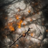 Кокон. :: Анатолий Щербак