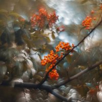 Ягоды осеннего царства. :: Анатолий Щербак