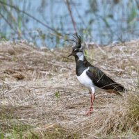 ВЕНЦЕНОСНАЯ ОСОБА  ) :: Володька Завитушкин