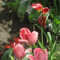 Тюльпаны :: Дмитрий Никитин