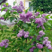 18 мая - Международный день сирени :: Galina Solovova 18 мая - Международный день сирени :: Galina Solovova