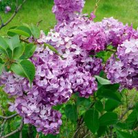 Ветка сирени :: Galina Solovova