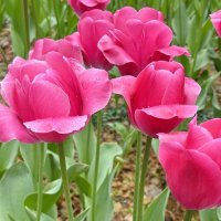 Тюльпаны мая. :: Ирина 