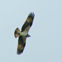 скопа :: gawrilа - dan