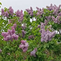 Сирень на ВДНХ :: Татьяна Тюменка