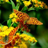 опять про бабочек 3 :: Александр Прокудин