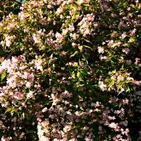 Весенние зарисовки 144 :: Алексей Кузнецов