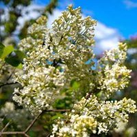 "Сирень на даче. День сирени"© :: Владимир Макаров