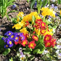 Примулы :: Сапсан Примулы :: Сапсан