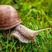 Виноградная улитка :: Андрей Шейко