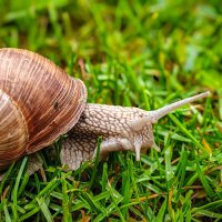 Виноградная улитка :: Андрей Шейко Виноградная улитка :: Андрей Шейко