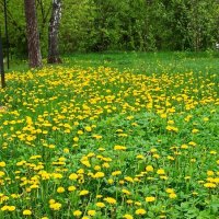 Парад одуванчиков :: veilins veilins