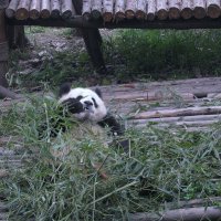 Мишка бамбучок грызёт... :: unix (Илья Утропов)