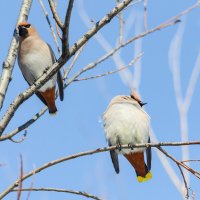 Свиристели. :: Виктор Иванович Чернюк
