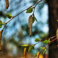 Май...Березовые сережки! :: Владимир 