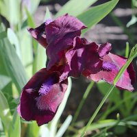 Ирис :: Любовь Сахарова