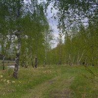 В краю берёзовом,где пахнет росами :: Владимир Кириченко В краю берёзовом,где пахнет росами :: Владимир Кириченко