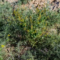 В степи Мангышлака :: Анатолий Чикчирный