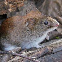 Рыжая полёвка :: Лина Рыжая полёвка :: Лина