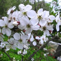 Вишня цветёт :: Людмила Смородинская Вишня цветёт :: Людмила Смородинская