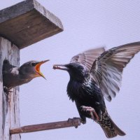 Так хочется есть :: Людмила Смородинская