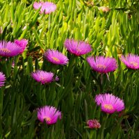 Доброе утро :: Юрий. Шмаков