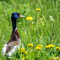 Уточки.(2) :: Владимир Безбородов Уточки.(2) :: Владимир Безбородов