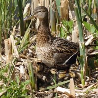 Утиный выводок :: Рита Симонова Утиный выводок :: Рита Симонова