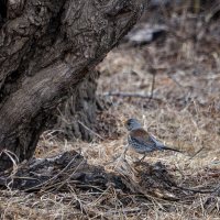 Дрозд :: alex graf