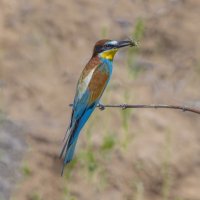 золотистые щурки :: юрий макаров