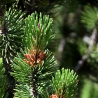 *** :: Павленко Михаил 