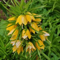 Рябчик императорский трёхъярусный :: Светлана 