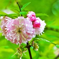 Миндаль луизеания :: Светлана 