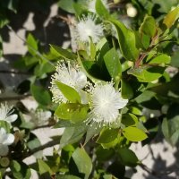 Мирт :: Светлана Хращевская