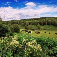 В окрестностях монастыря... :: Николай Рубцов