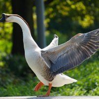 Гусачок)) :: Павел Fotoflash911 Никулочкин